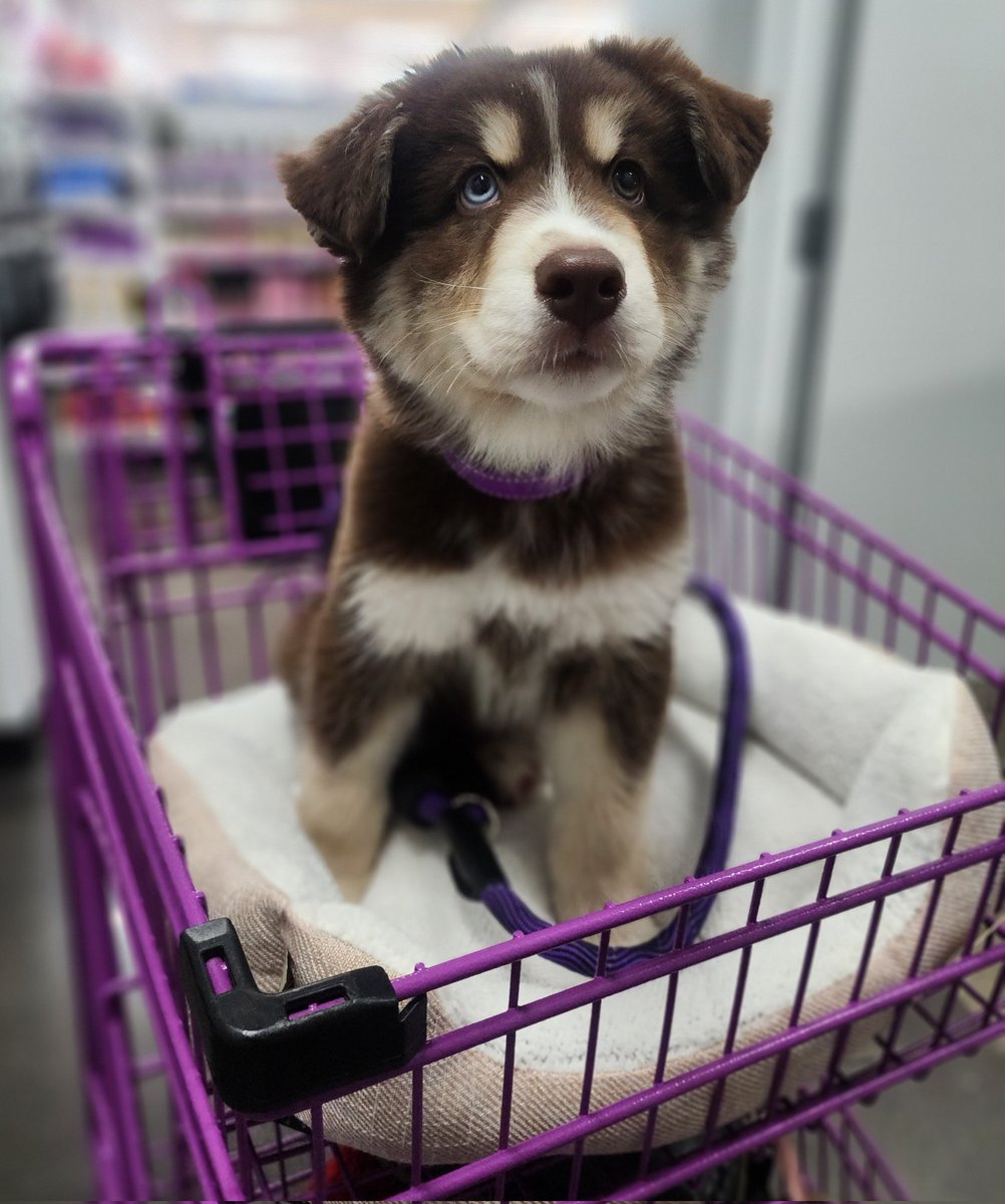 Trahannn_'s tweet photo. My boy is 2.5 months old 🐶 https://t.co/eHpJr3JVWI