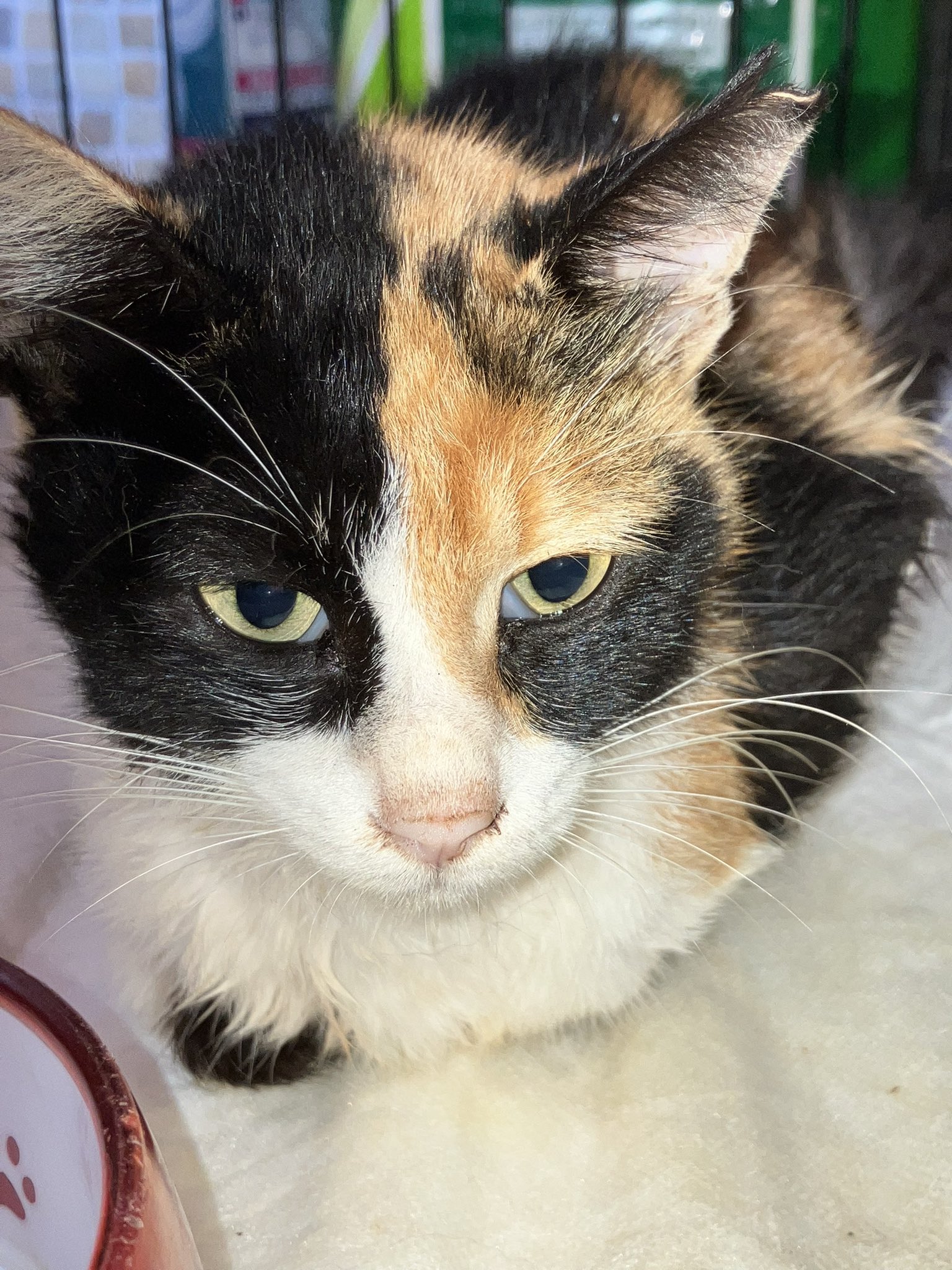 三毛猫シリーズ - Search / X