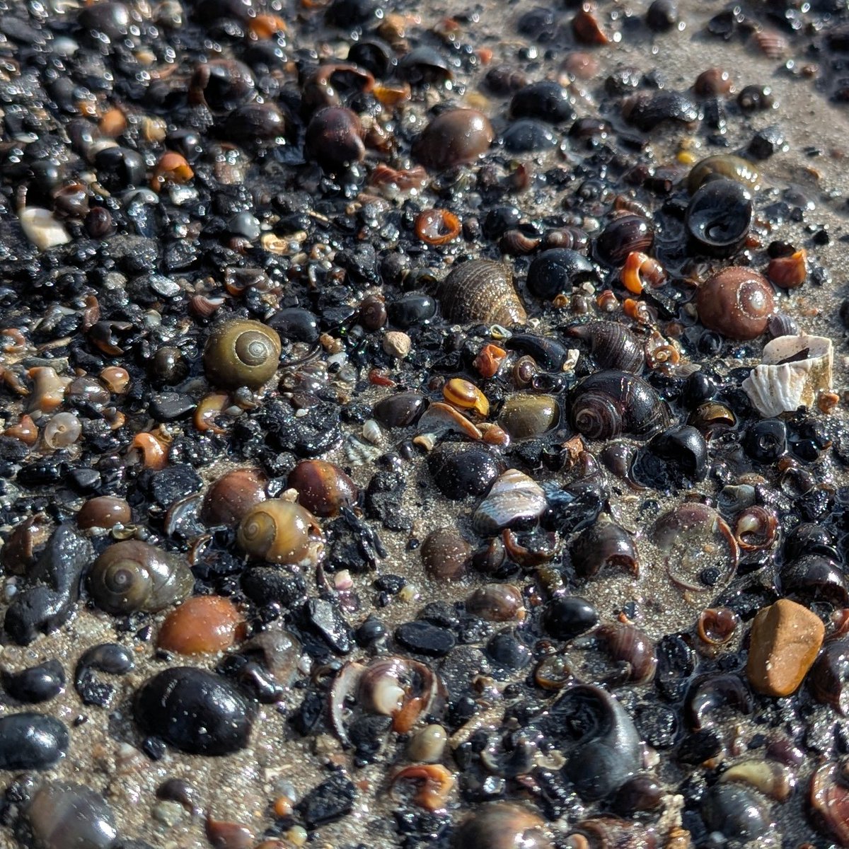 moley75's tweet photo. #winkle shells on #boulmer beach #Northumberland https://t.co/UR1NCH2A68