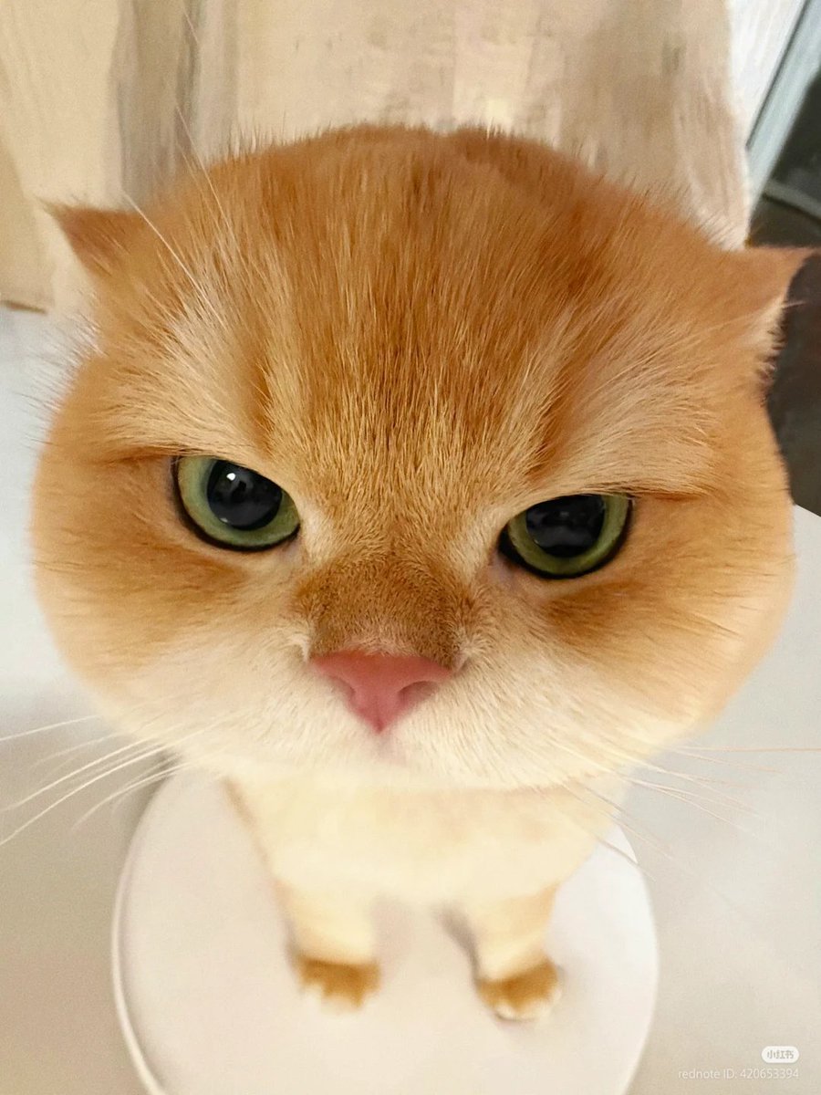 nocontextscats's tweet photo. round https://t.co/3Y0sLQXpft