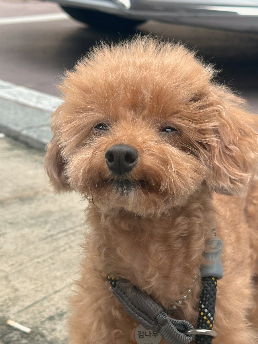 이제 또 슬슬 미용해야겠다 =_=