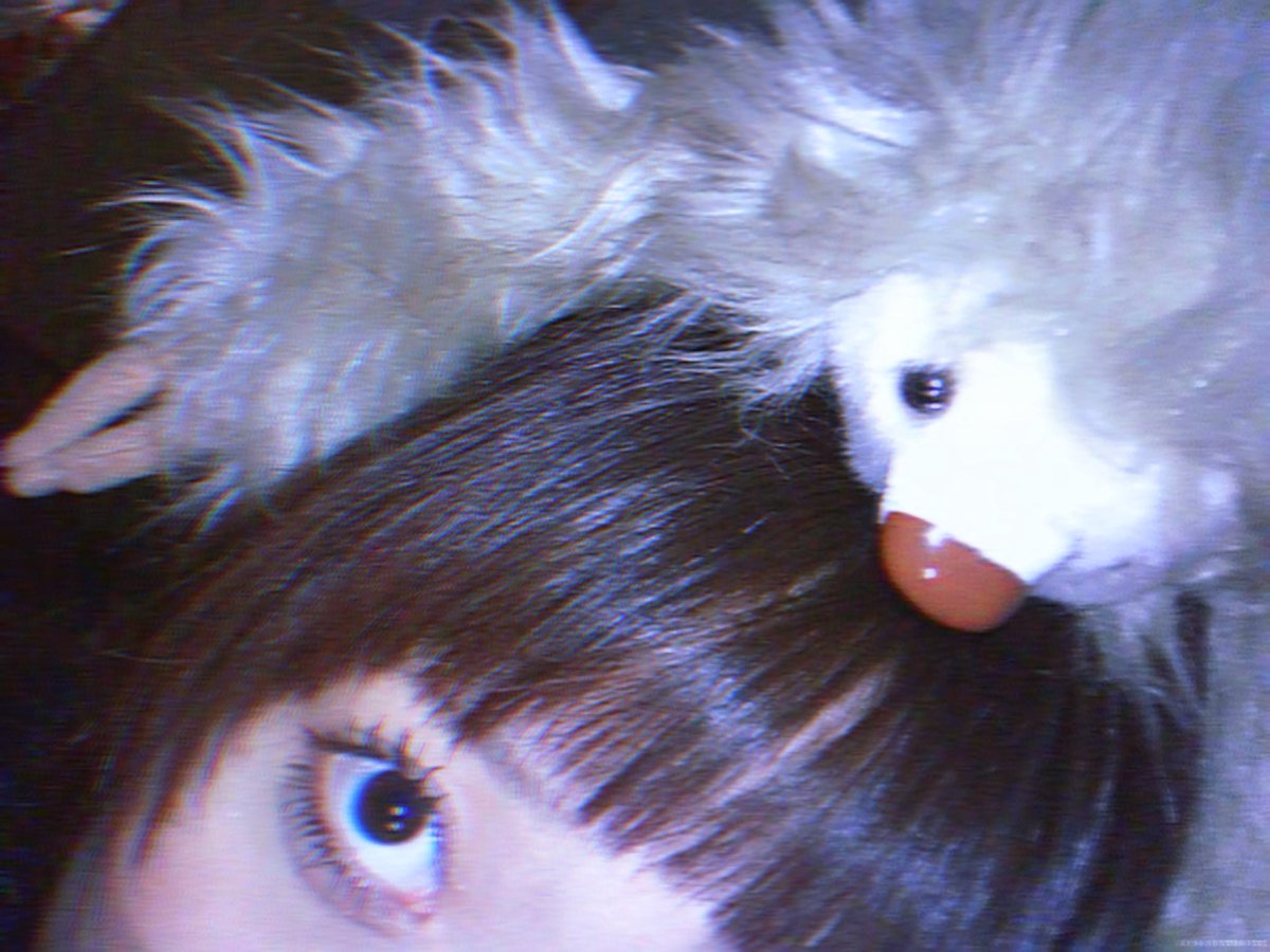 pugdayo_