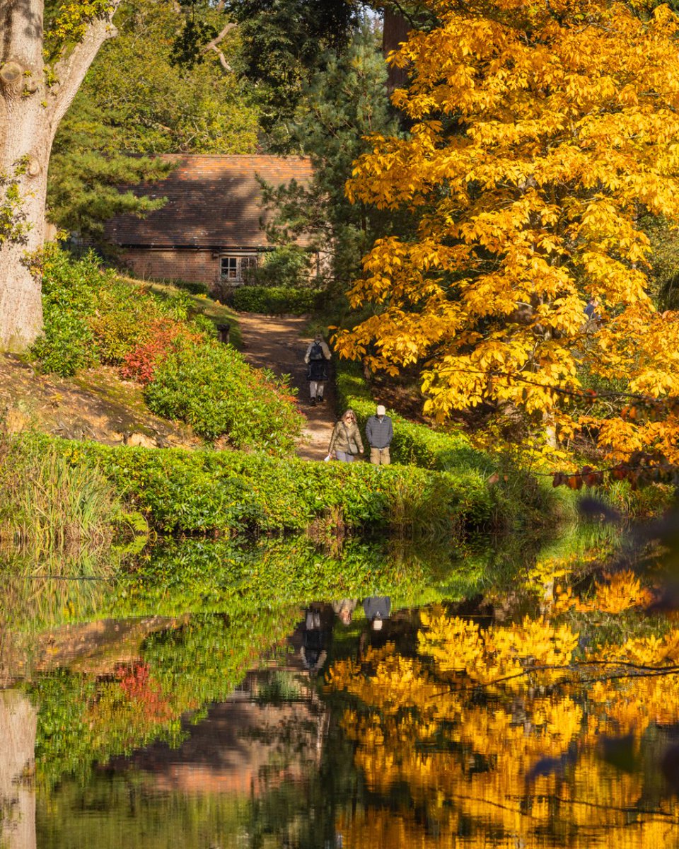 Autumn at Leonardslee is an incredible experience! Explore winding paths and tranquil lakes as our grounds burst with the most beautiful shades of gold, red, and orange. 🍂 leonardsleegardens.co.uk/experience-aut…