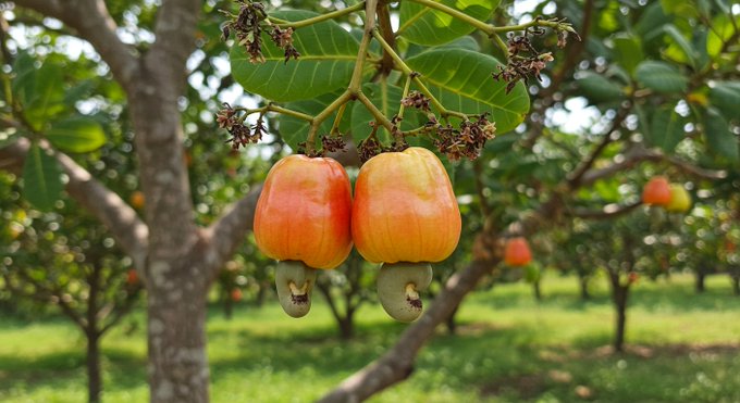 Rainmaker1973's tweet photo. Did you know that cashews don't grow inside a shell like most nuts but come attached to a cashew apple?

The apple is edible too.

Nature's unique two-in-one treat. https://t.co/m9VcB75WvR