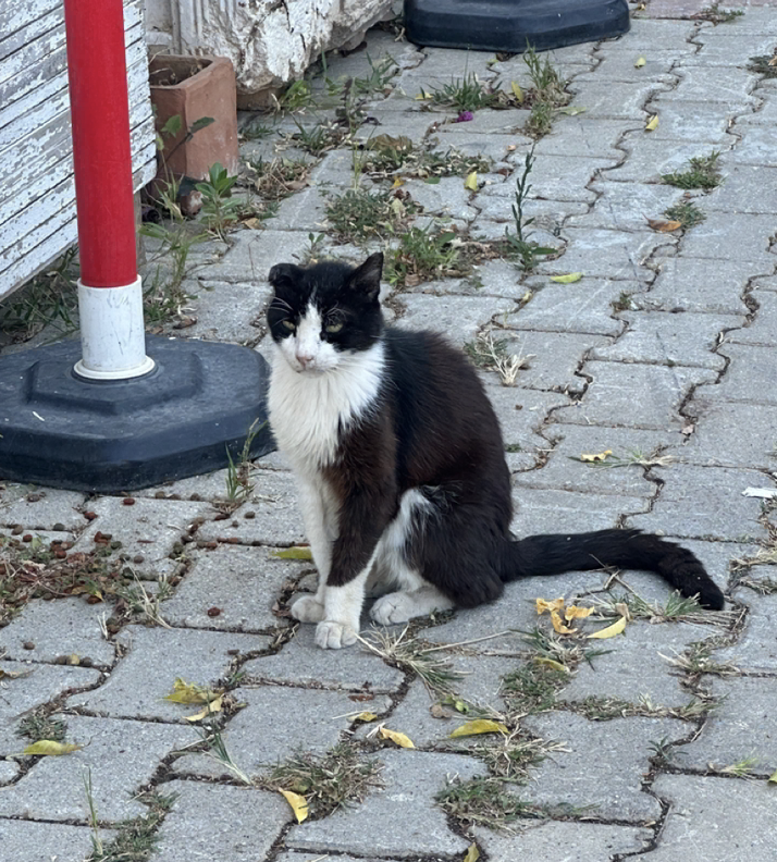 Ran into a street cat that looks like it started Brian Jonestown Meowsacre 🔪