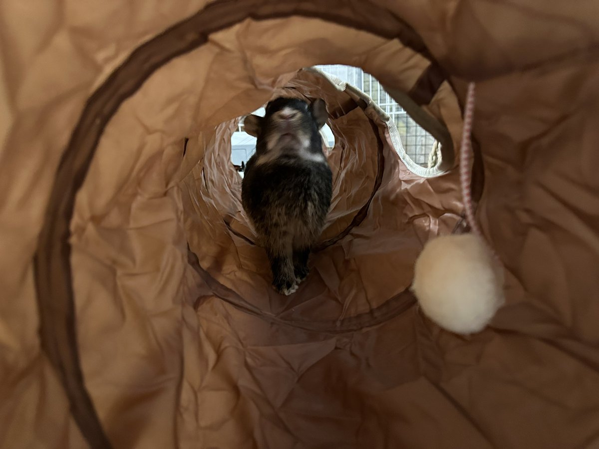 買了兔子隧道 好可愛ㄛ