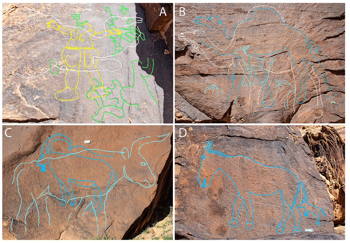 MDPetraglia's tweet photo. New discovery! Here @GuagninMaria and our team report on 12,000-year-old life-size camel rock art engravings in the Saudi desert. #GreenArabia @MOCHeritage @ARCHE_Griffith
https://t.co/WzGFUsuVeY https://t.co/PROG6WHhvC