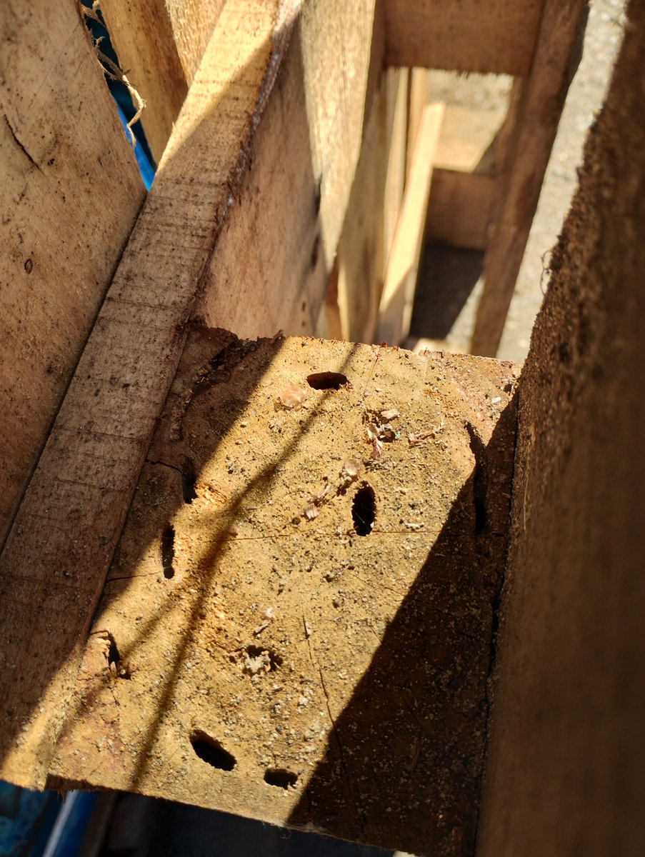 Como parte de las fiscalizaciones por NIMF15 sobre embalajes de madera que se utilizan para la  exportación, equipos de <a href="/sagchile/">SAG</a> realizan inspección de maderas aserradas procedente de #China 🇨🇳 en distintos puntos comerciales de la ciudad de #Linares.