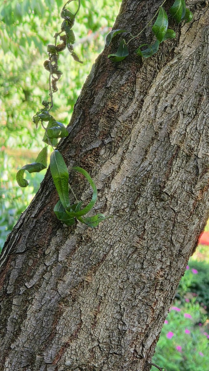Wdym there's a whole ass fucking garden in Thorpe Park