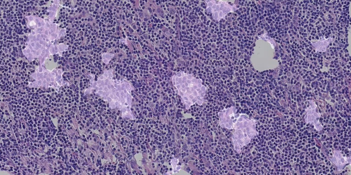 kimia lab tweet media