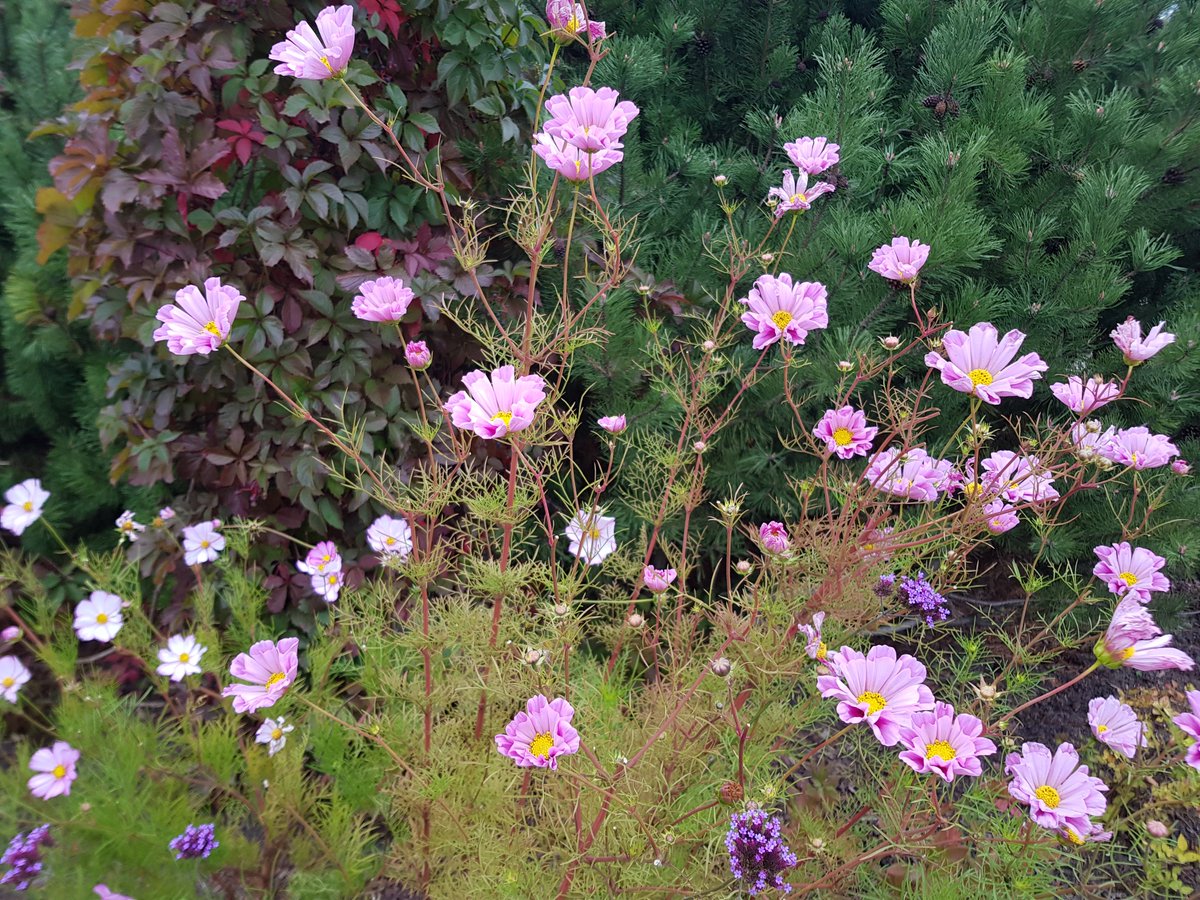 SimeZane's tweet image. #BiDS2025 Day 2 at @universitatelv with #eodash powered by @NASA @esa @JAXA_en 🛰 satellite data 🌍 eodashboard.org 

Looking forward to the future expansion of @esa Open Science Catalog to explore #ENPsouth-relevant data

🇪🇺 #EUspace at #latvijasuniversitate