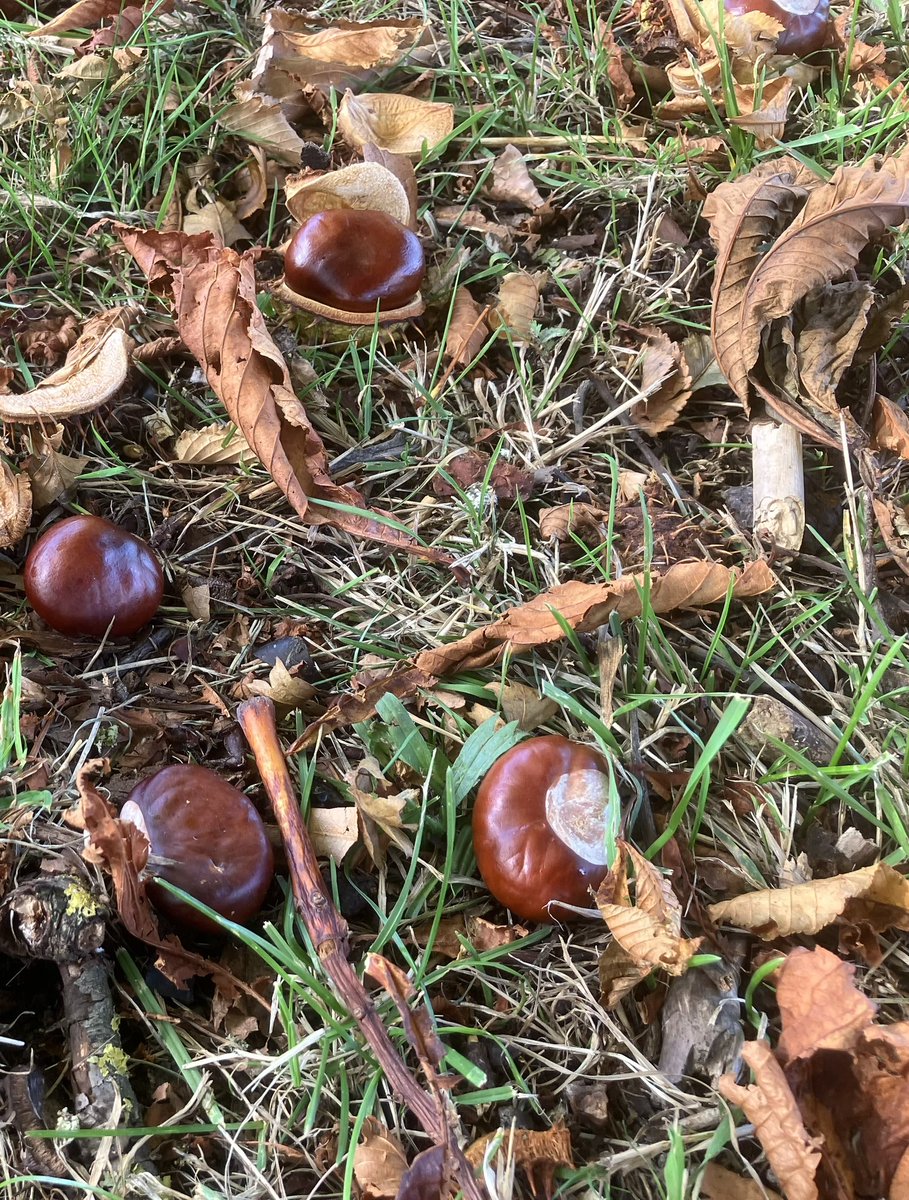 MartinHarwood11's tweet image. Of all of the natural beauties you see when out crop-walking I think conkers are one of the best @FarmWildlifeUK #conkers #horsechestnut