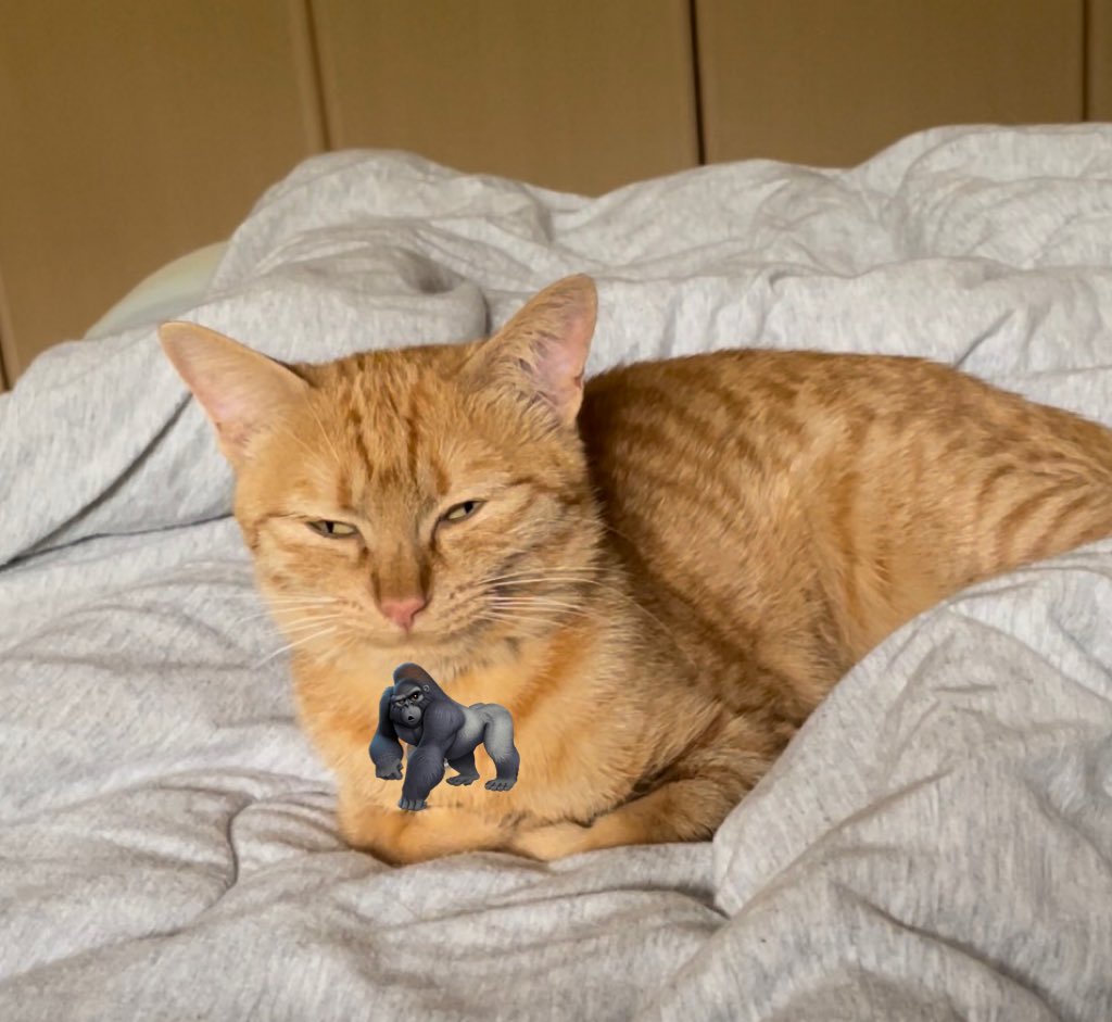 この半目ほんといやらしい顔してるんだけど、実際の猫もこんな感じになってるしいいやってなったよ😂
お願い一時停止しちゃダメだよ！！