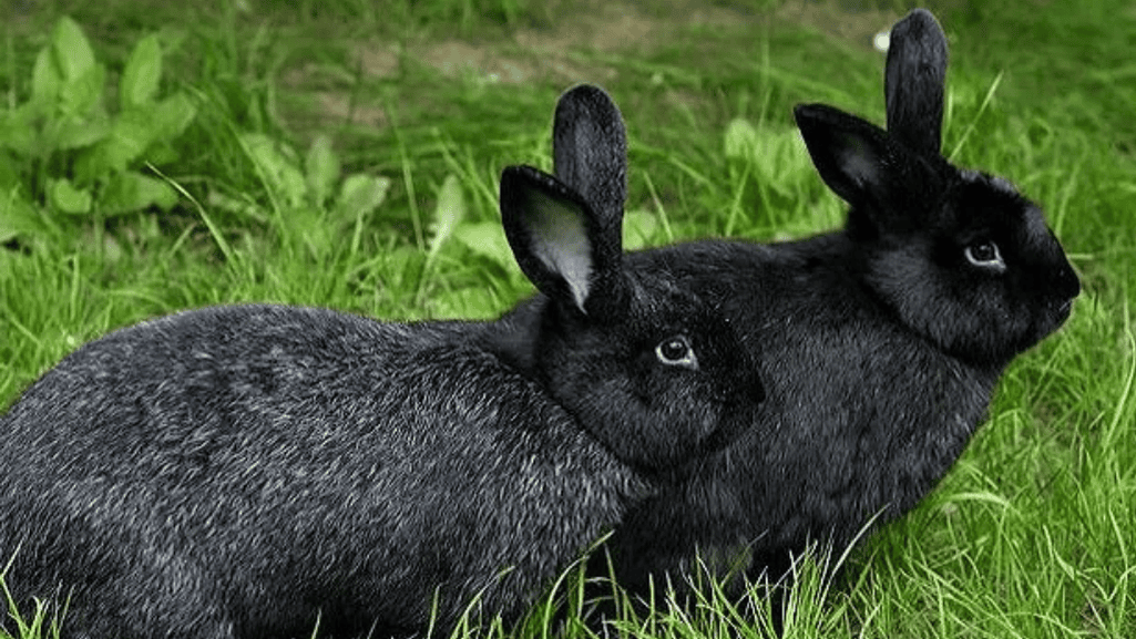 BirdsPet69302's tweet image. You've probably never seen a rabbit like this. The Silver Fox Rabbit's fur stands on end, and it's a critically rare American heritage breed.
Thread 👇 
Read the full deep-dive: [Your Article birdsrabeyapet.com/silver-fox-rab…]

#SilverFoxRabbit #Rare #DidYouKnow #AnimalFacts
