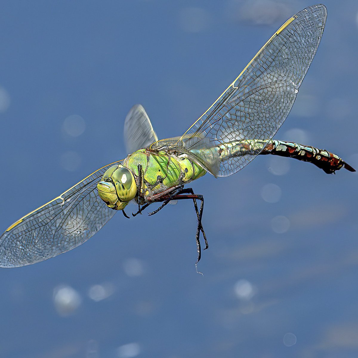 macro_action's tweet image. Bender the dragon
Nikon Z9 and 400mm f4.5
SS1/200 F6.3 ISO640