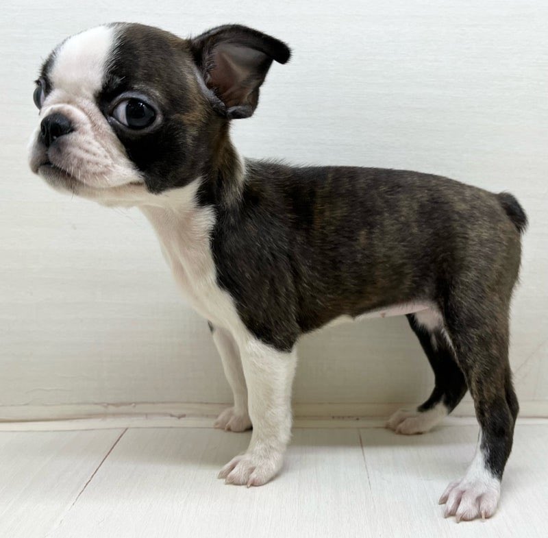 ヴィンテージ 犬 古本【チャン】 ヴィンテージ 犬 古本【チャン】 ヴィンテージ 犬 古本【チャン