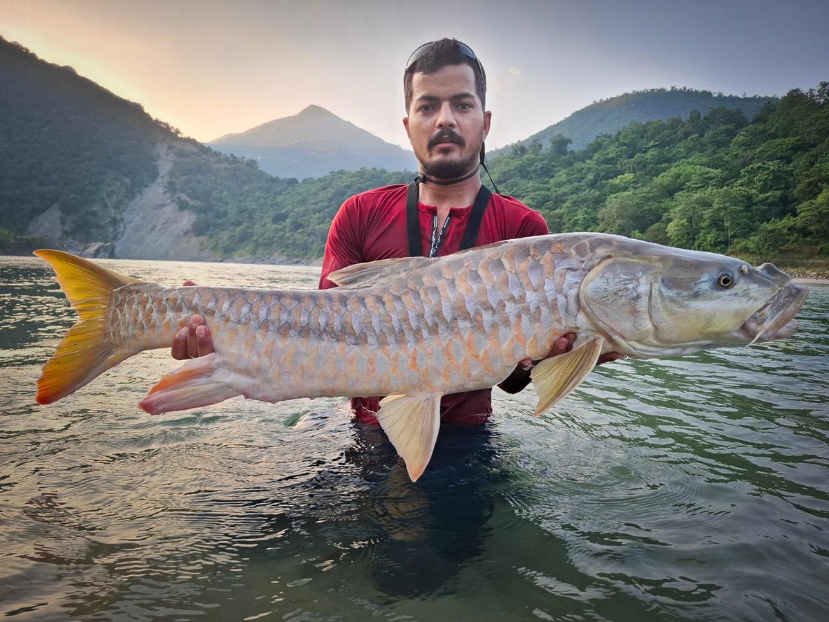 "PMMSY Brings Prosperity: Catch of the Day! Mr. Chris, an avid angler, reeled in a majestic Mahseer fish with the expert guidance of Shri Ankit Lingwal at Vyasghat in Pauri, Uttarakhand!  This milestone boosts angling tourism in Uttarakhand's rivers, promoting sustainable