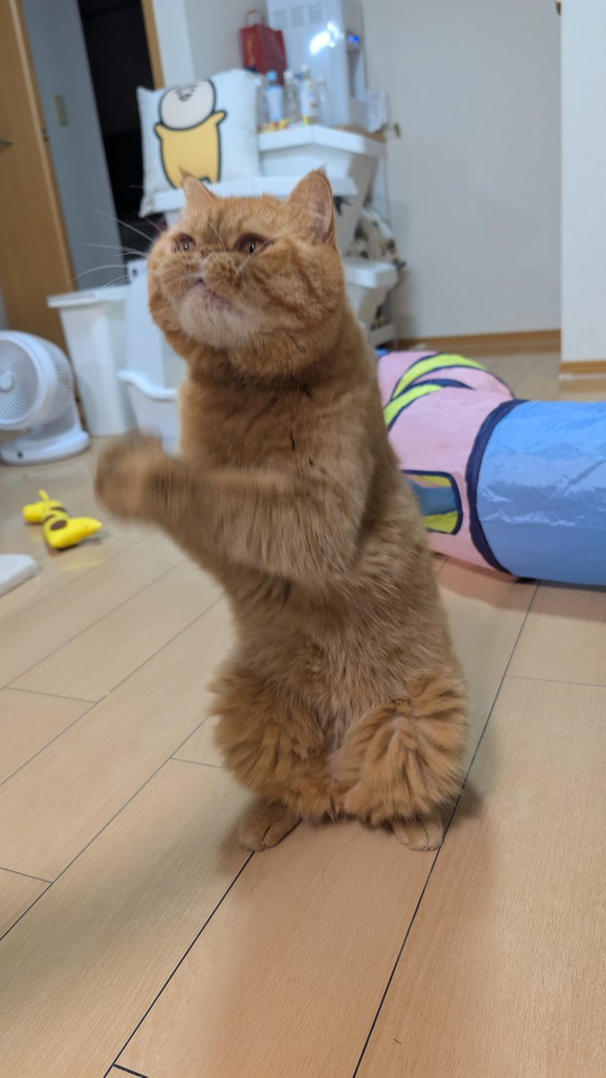 かくに2歳のお誕生日おめでとう！🎉👏🏻💕
この1年で体重が増え、甘えん坊になり、飼い主のストーカーを趣味にするようになりました🫰🏻これからもよろしくね!元気でストーカー続けてね👍🏻
#エキゾチックショートヘア 
#HappyBirthday
#お誕生日おめでとう
#猫好きさんと繋がりたい 
#猫のいる幸せ