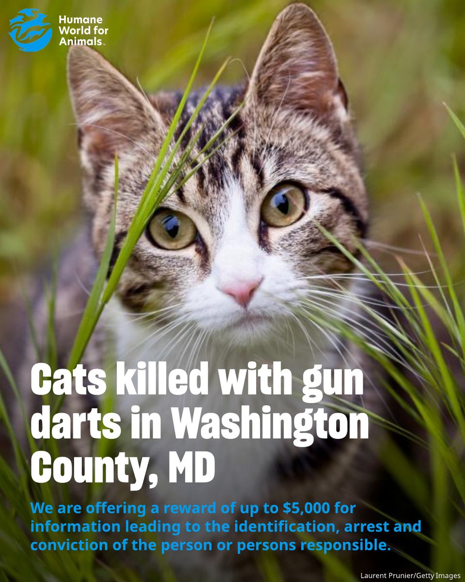 humaneworldorg's tweet photo. Humane World for Animals is offering a reward of up to $5,000 for information leading to the identification, arrest and conviction of the person or persons responsible for shooting at least eight cats with steel razor-tip blow gun darts. 
https://t.co/1DyRUYeBKH https://t.co/8CvXSwRb4E