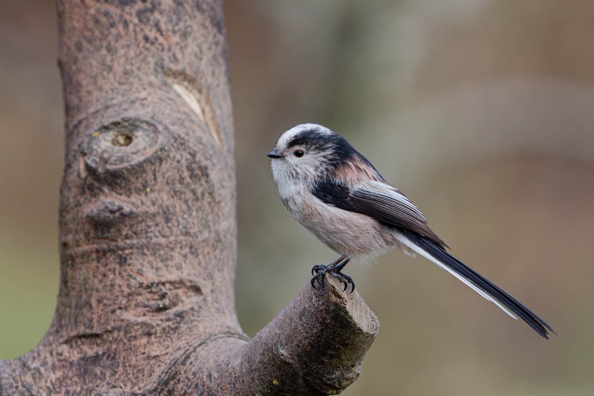 lornna_dickson's tweet photo. Long Tailed Tit 💗 so cute this bird, it's Tailed is longer than it's body 💕 beautiful! #rspb #bbccountryfile #derbyshire https://t.co/KQv0XMNQ2Y