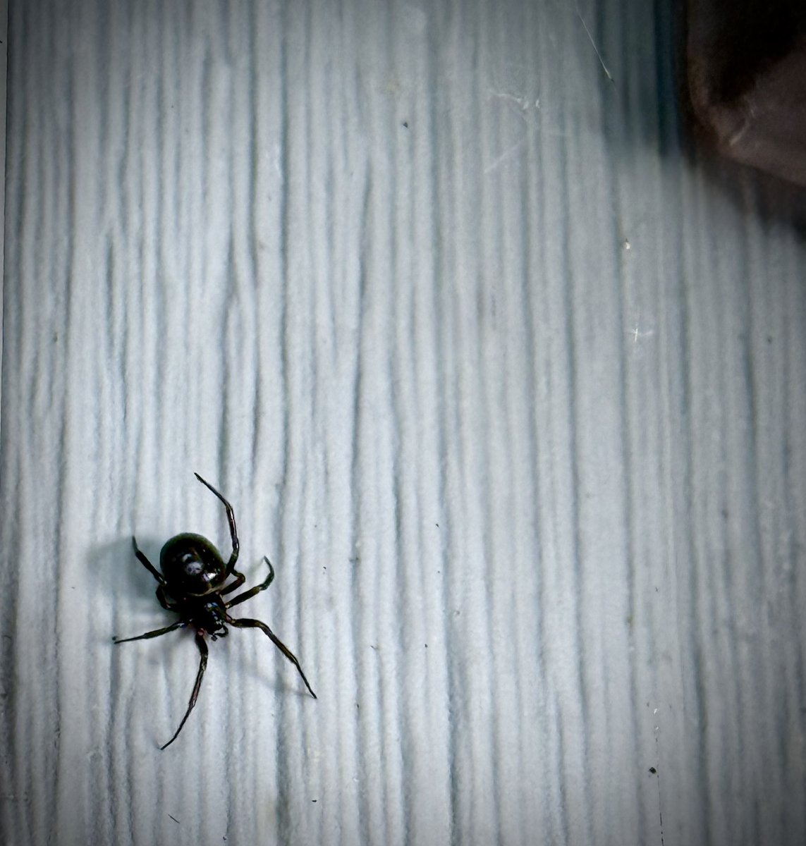 Janelle Schiecke tweet media