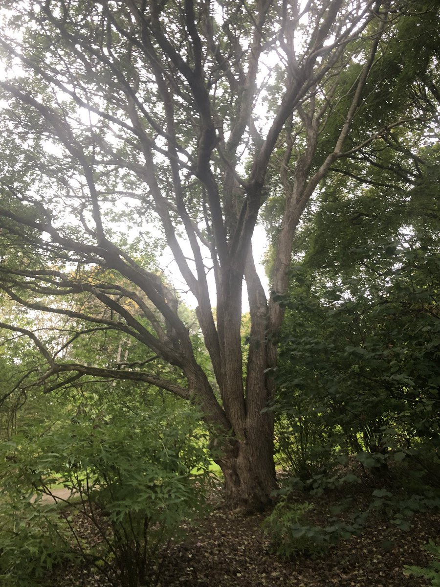 Steven Falk tweet media