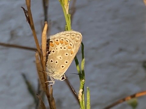 Aviantours's tweet photo. Some #butterflies photographed during our walking tour in #Gibraltar this Am

Lang’s short-tailed blue (Leptotes pirithous)

Southern blue (Polyommatus celina)

Monarch butterfly caterpillar (Danaus plexippus)

Also seen: Brimestone and Two-tailed pasha

👉🏼https://t.co/1S9jlYqh2d https://t.co/9cqYFUixF9