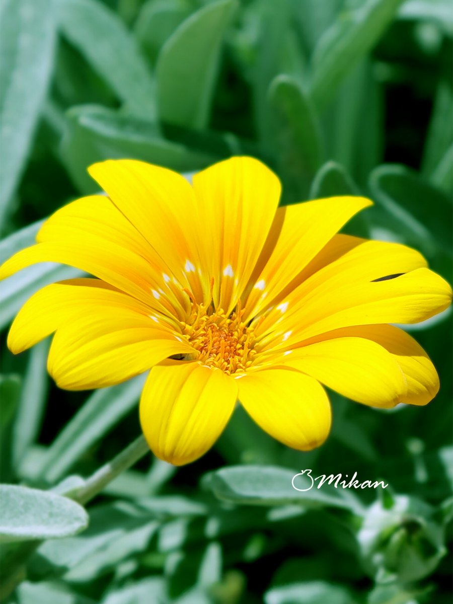 夏みかん大好きばあば 紅甘夏缶詰セット [A-006] | JA鹿児島いずみショップ