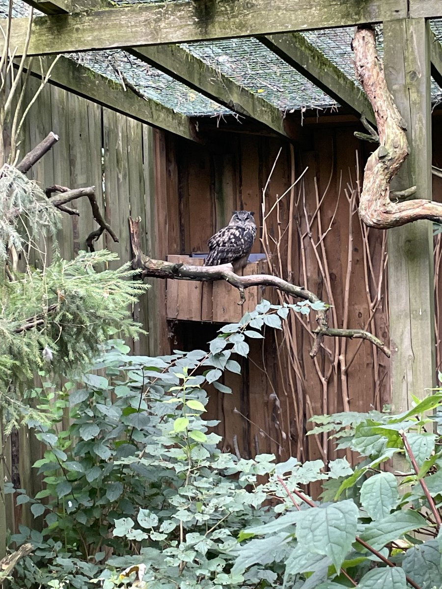 i got to see owl today!!!! im so happy