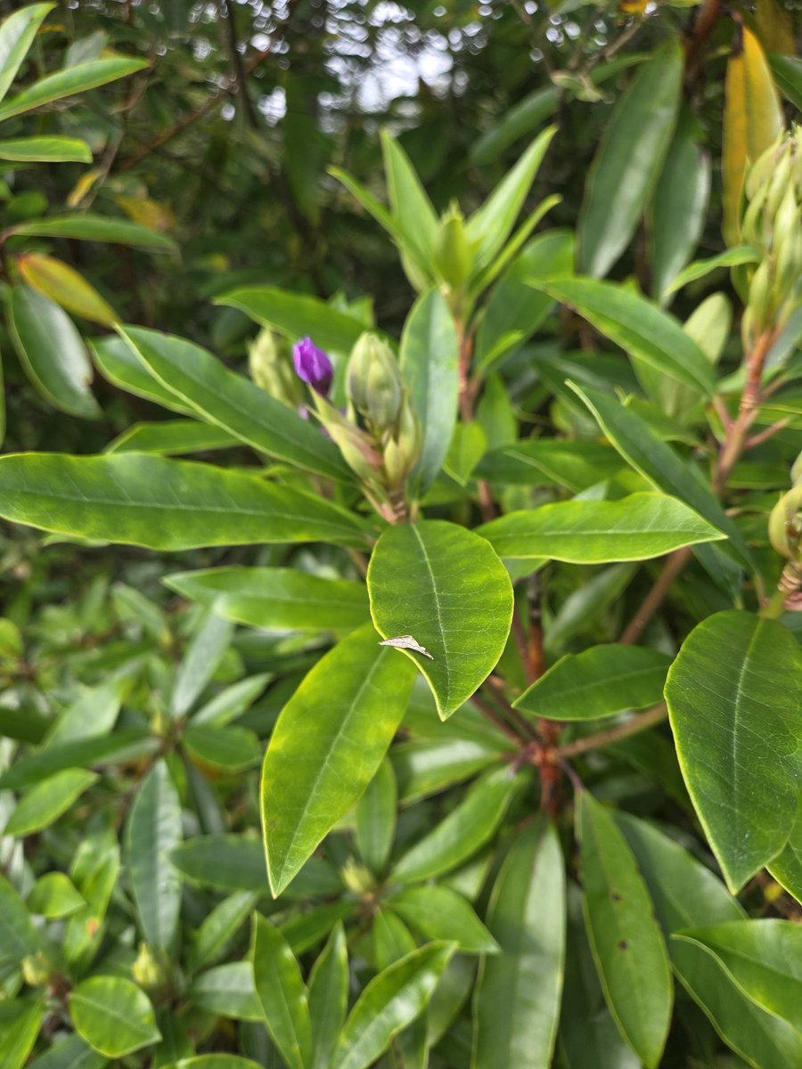 With so many political tweets or now xes or whatever you call these nowadays. I thought I would just say hi  from #Scotland and hope you are having a nice day. Few flower photos to brighten up your day #almostoctober #nature #weather say hi from where you are❤️