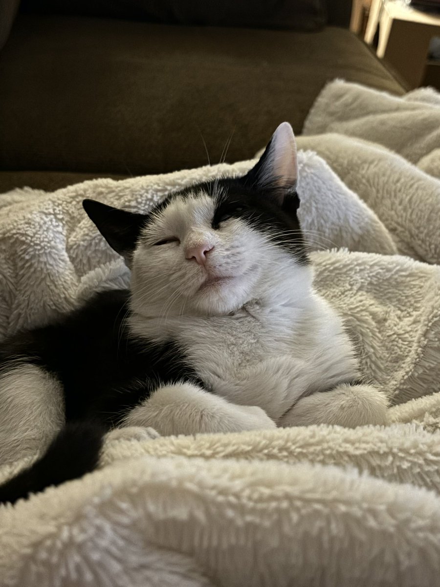 LindstheReader's tweet image. Happy Gotcha Day to my baby girl, Vilma, aka Vilmie!  Mommy loves you dearly ❤️❤️❤️