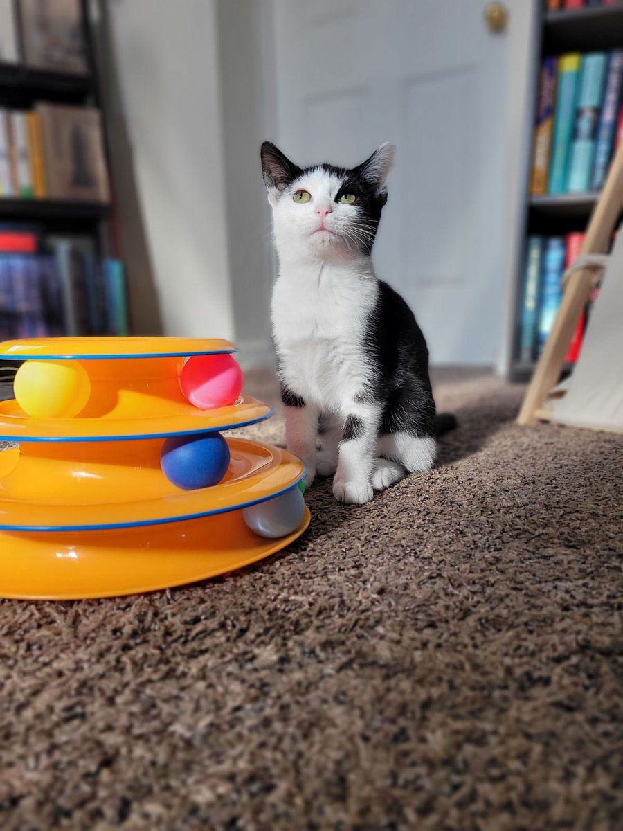 LindstheReader's tweet image. Happy Gotcha Day to my baby girl, Vilma, aka Vilmie!  Mommy loves you dearly ❤️❤️❤️