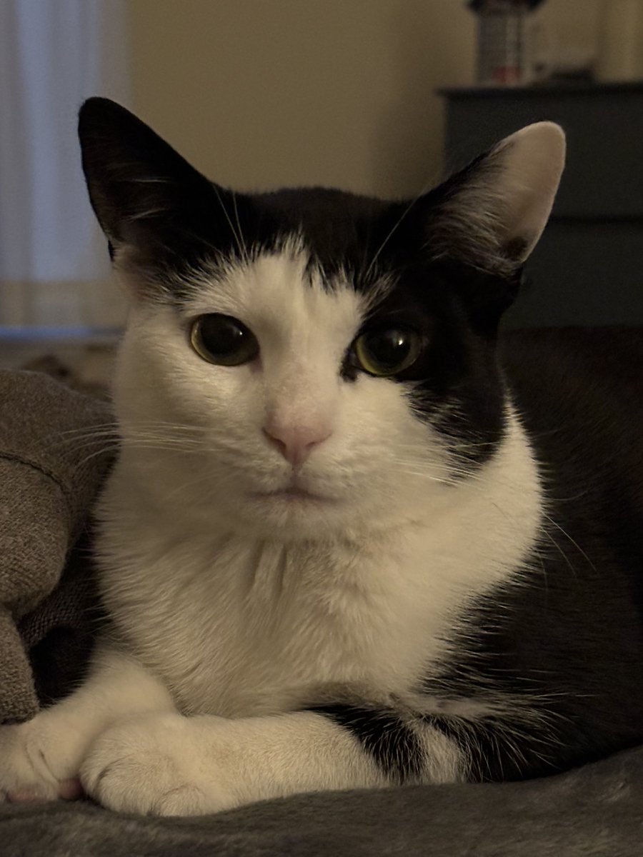 LindstheReader's tweet image. Happy Gotcha Day to my baby girl, Vilma, aka Vilmie!  Mommy loves you dearly ❤️❤️❤️