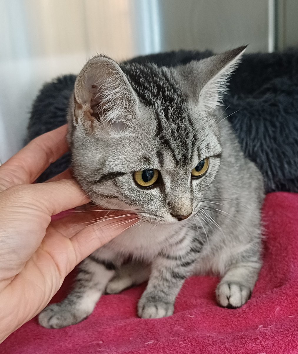 Doc_Natacha's tweet image. On nous a ramené ce matin ce chaton trouvé dans un garage Avenue du Chant d&apos;Oiseau. 🥹 #chat #perdu #WoluweSaintPierre #Bruxelles #Belgique