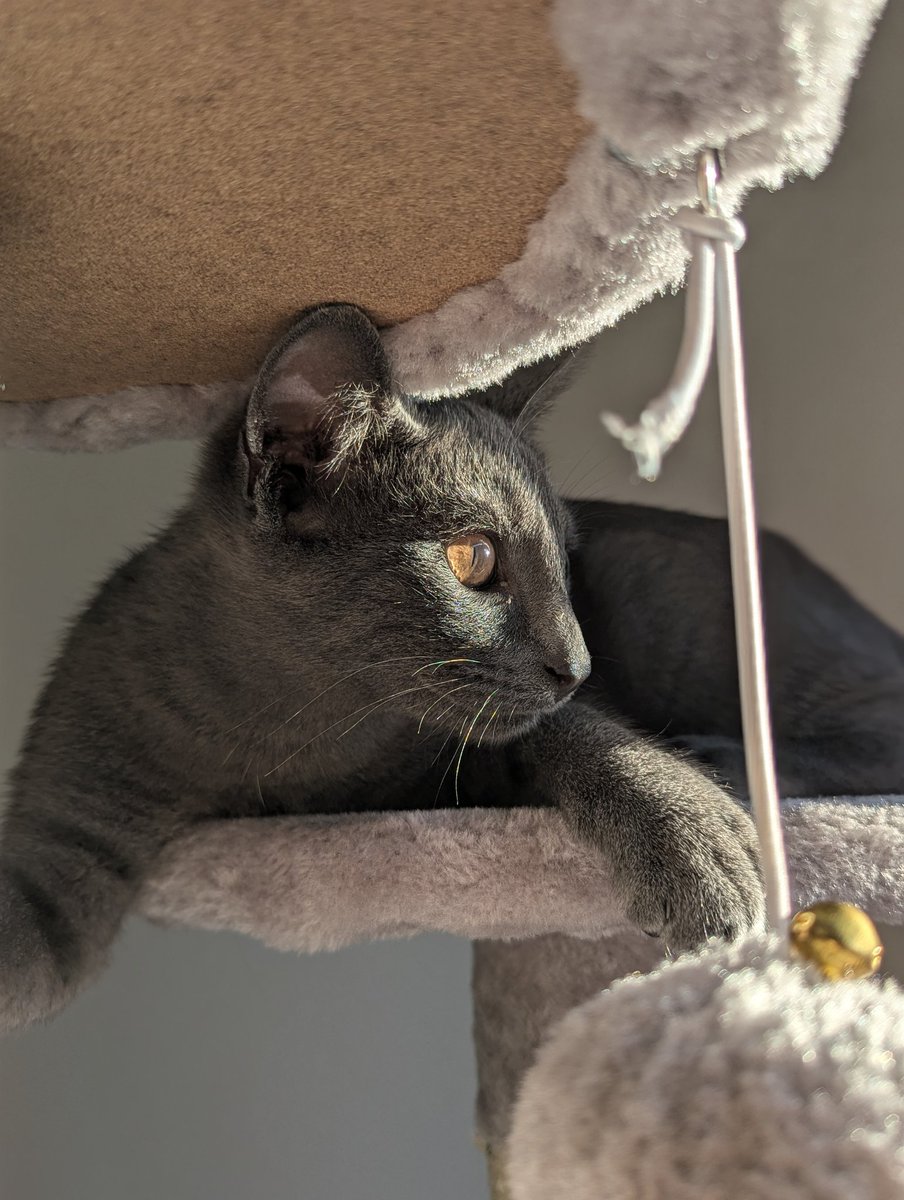 You have 24 hours to say gmonad to Amon 
<a href="/ChogNFT/">Chog</a>