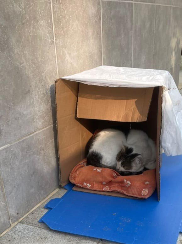Sahipleri taşınırken sokağa atmışlar oda sokakta bulduğu ilk kutuyu evi yapmış 🥺 stresten sesi kısılmış hep yaralar çıkmış Manisa 

Whatsapp 0545 943 58 34 

#SokakHayvanlarıSahipsizDeğil