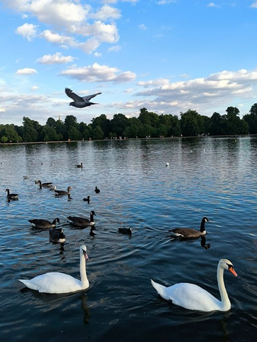 bellea_bella's tweet photo. Blue skies, soft grass, swans on still water — Kensington peace🦢☁️❤️ https://t.co/KvXMM5gH9i