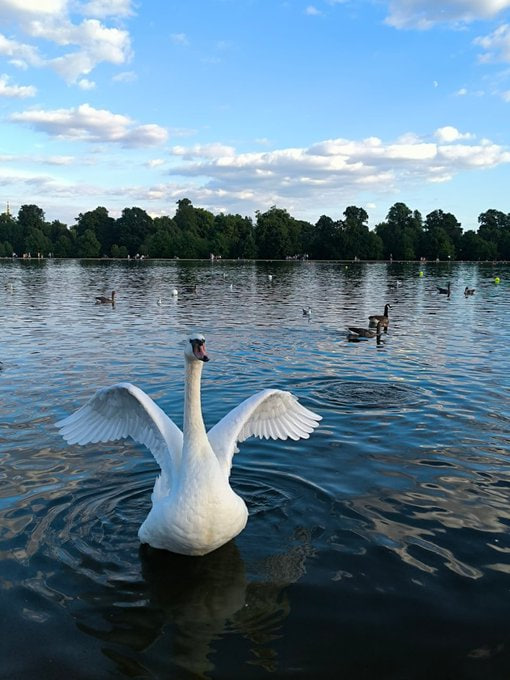 bellea_bella's tweet photo. Blue skies, soft grass, swans on still water — Kensington peace🦢☁️❤️ https://t.co/KvXMM5gH9i