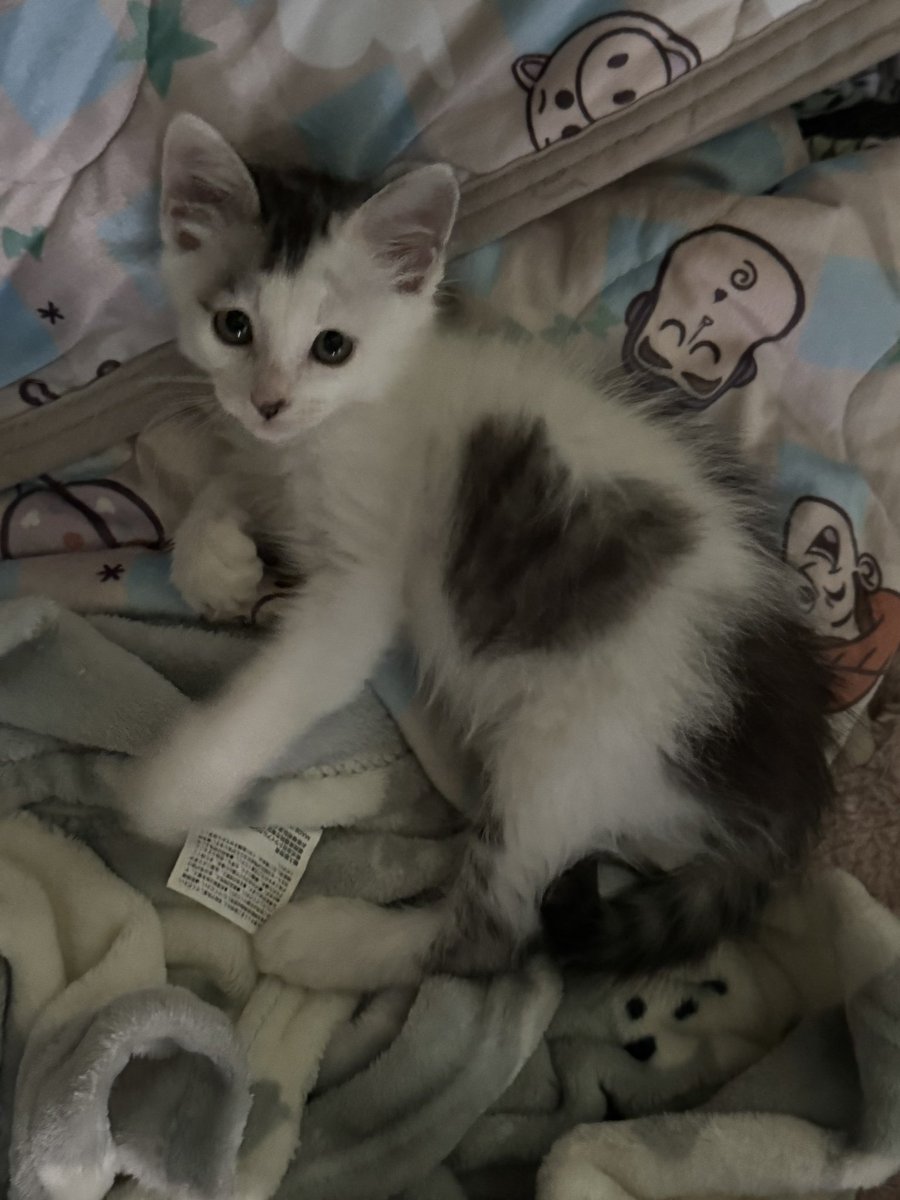 pu_698's tweet photo. 8月末に仔猫を保護🐱
毎日にゃーにゃーぶーぶー可愛くてたまらない…！
色々不安はありつつも、お互いに距離感保ちながらなんとか落ち着いてきたかな🥹 https://t.co/NFCvvT9Efo