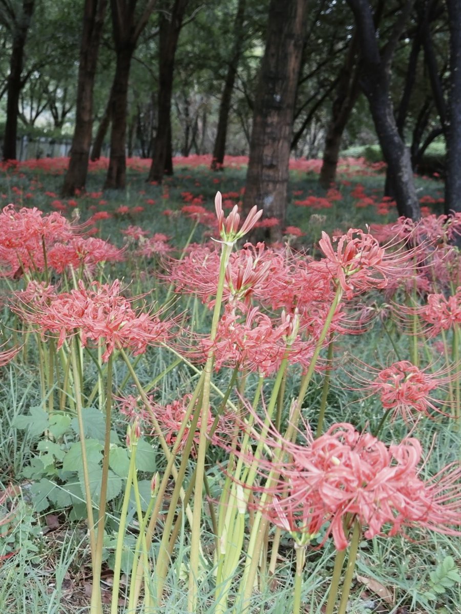 路过一片石蒜花
