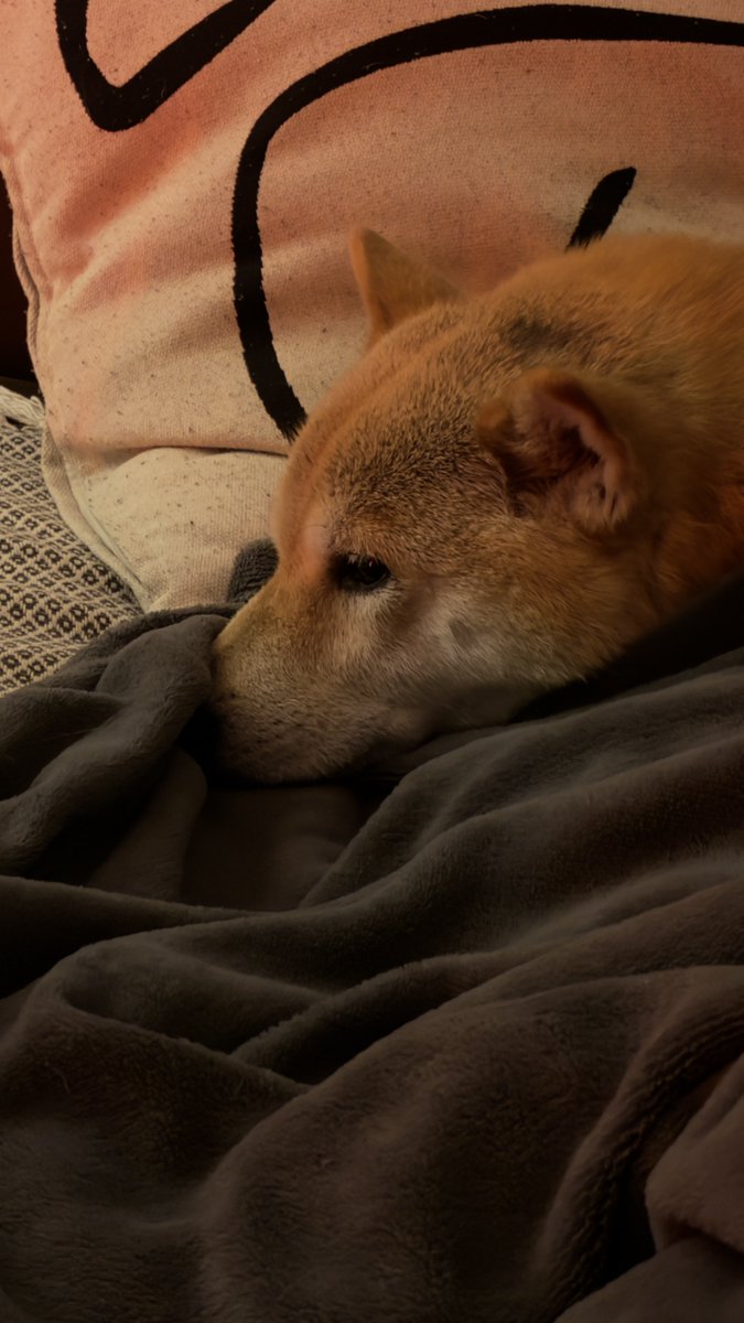 Як завжди наш соціальний контракт в силі: я не нагадую — ви не донатите
Будьте ласкаві, або донат, або поширення. Це сильно допоможе

send.monobank.ua/jar/5CZyqCszAf

(пес не внюхав донатів)