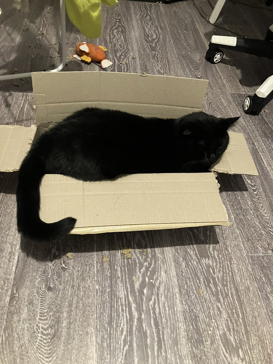 RubisChat's tweet image. Ultimate loaf cat