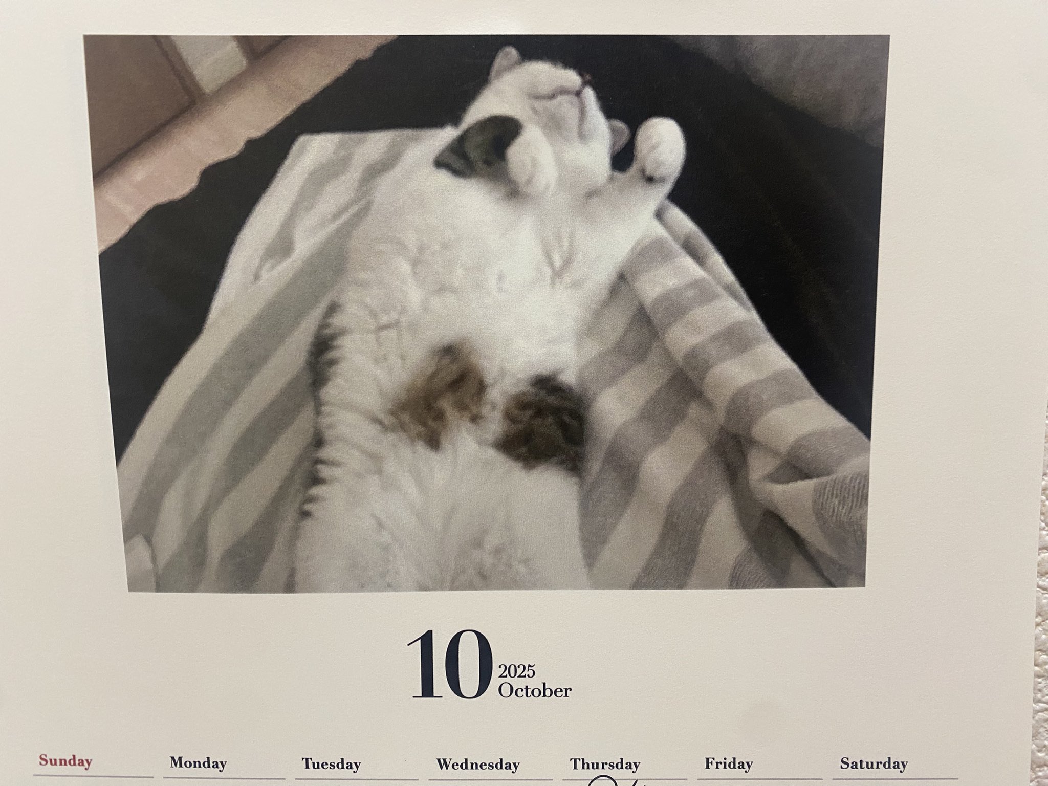 ねこさん ねこさん⚡(ΦωΦ) on X: 
