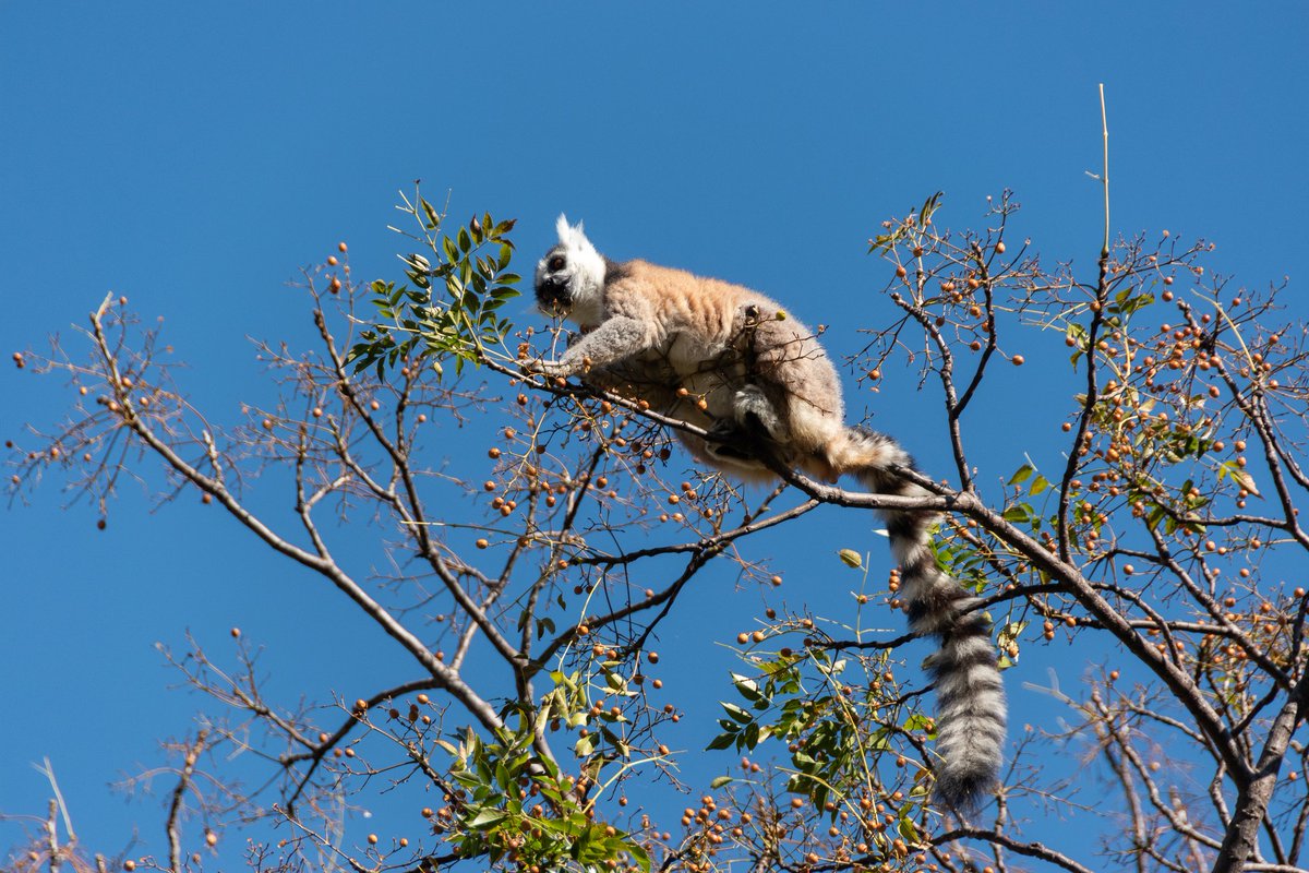 17 sitios fabulosos que ver en #Madagascar, de la costa este a la oeste #áfrica  losviajesdeali.com/que-ver-en-mad…