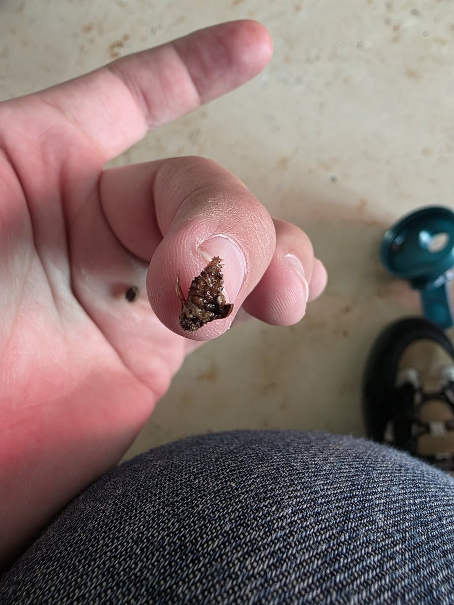 Emmanuelle Regino 🦉 tweet media