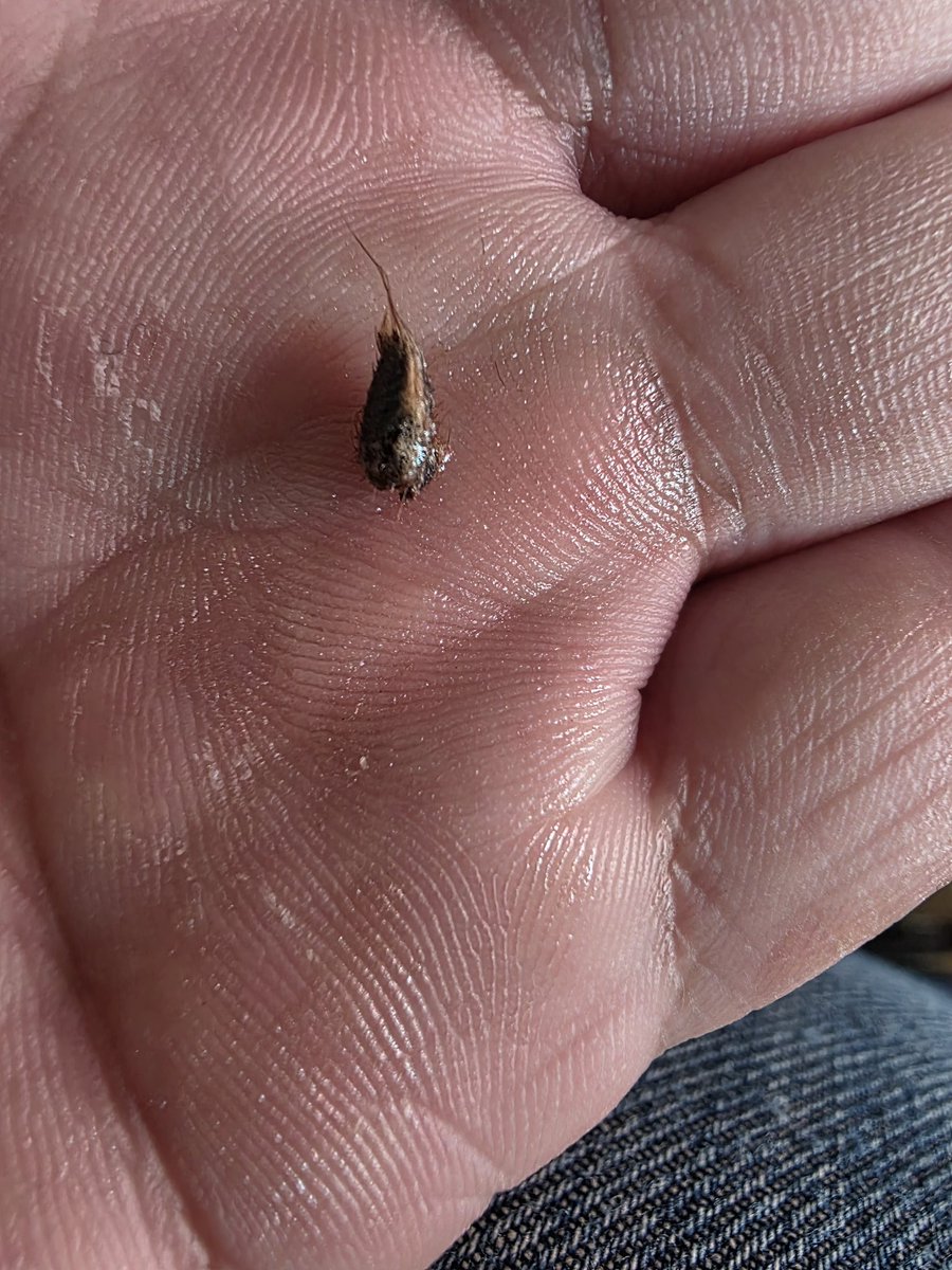 Emmanuelle Regino 🦉 tweet media