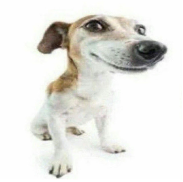 JustDieAlready94 tweet media