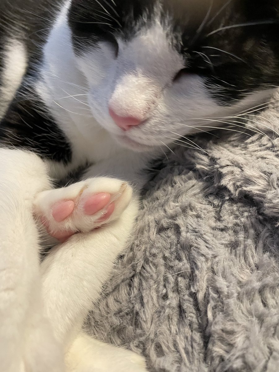 mitchellscomet's tweet image. 