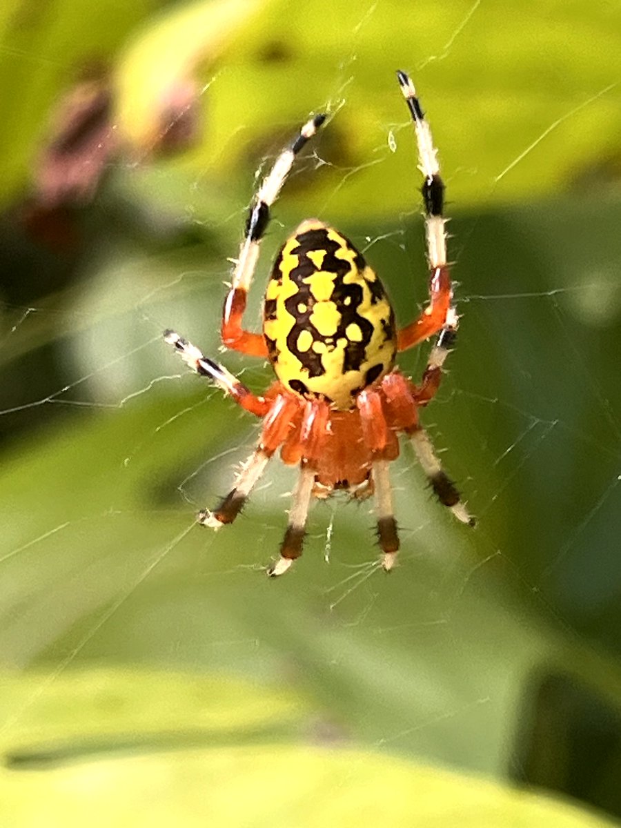 What kind of spider is this?
