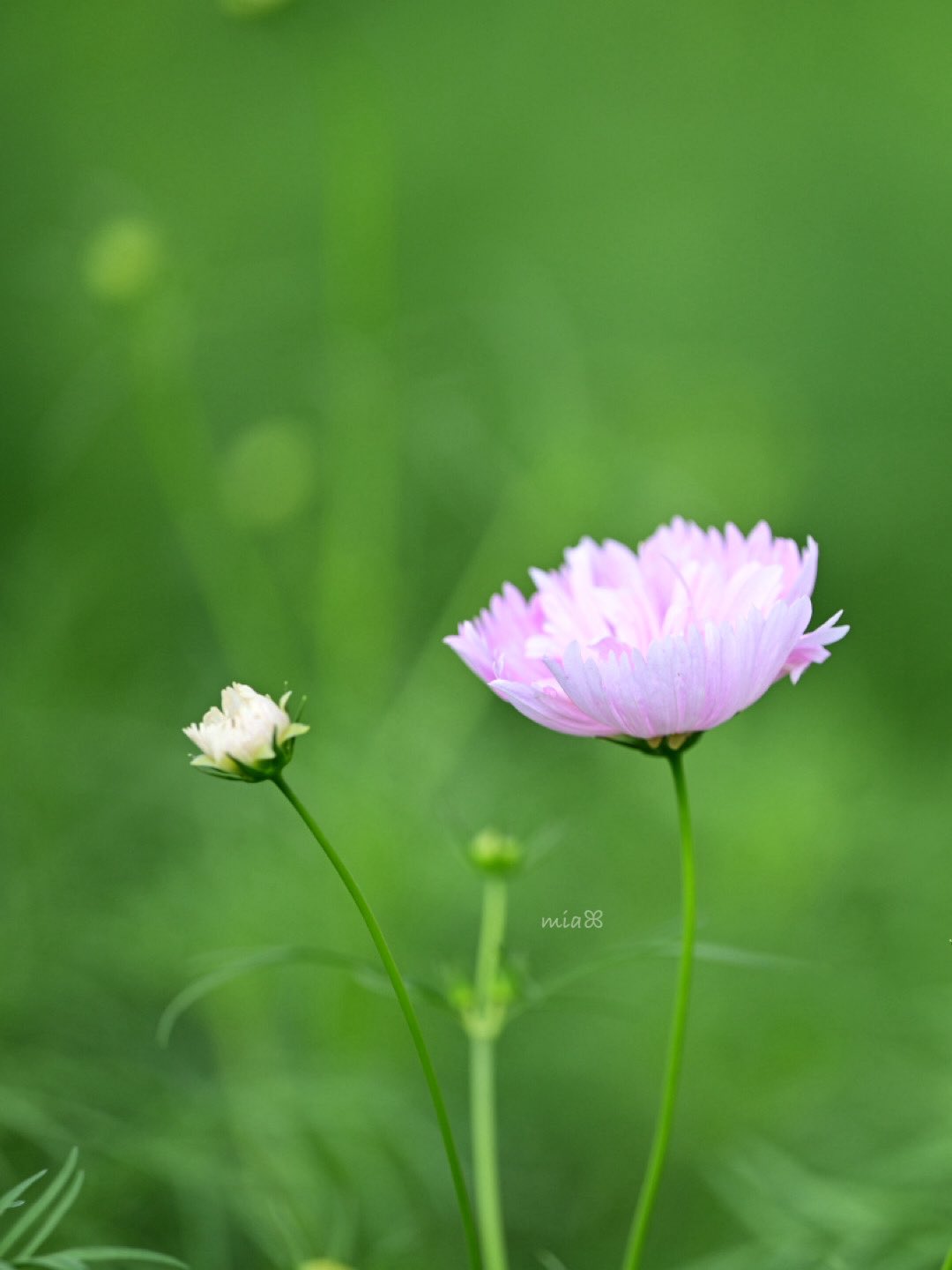 ROSE❣️お月見アレンジ❁⃘*.゜ お嬢になった気分だ